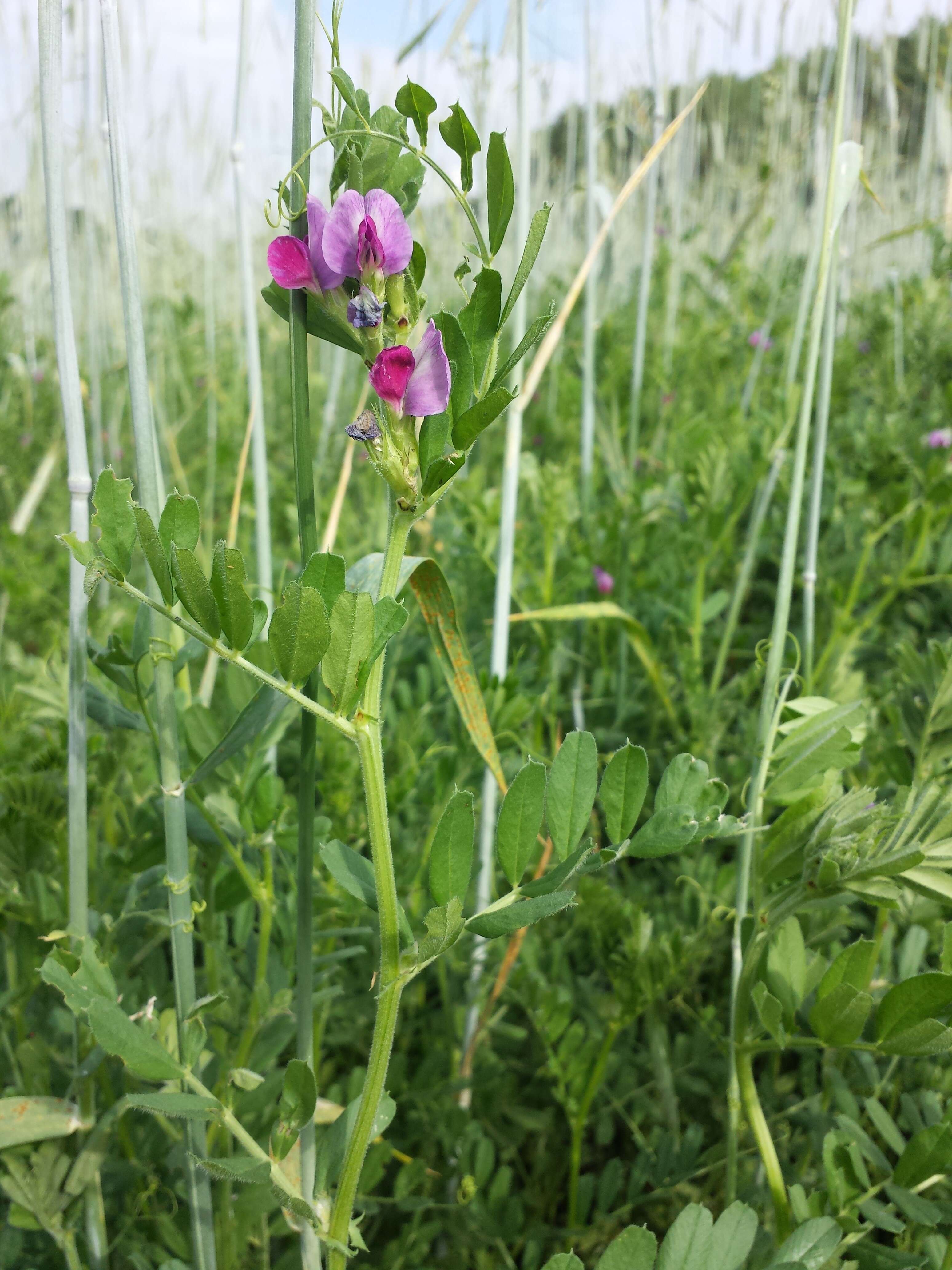 Image of Common Vetch