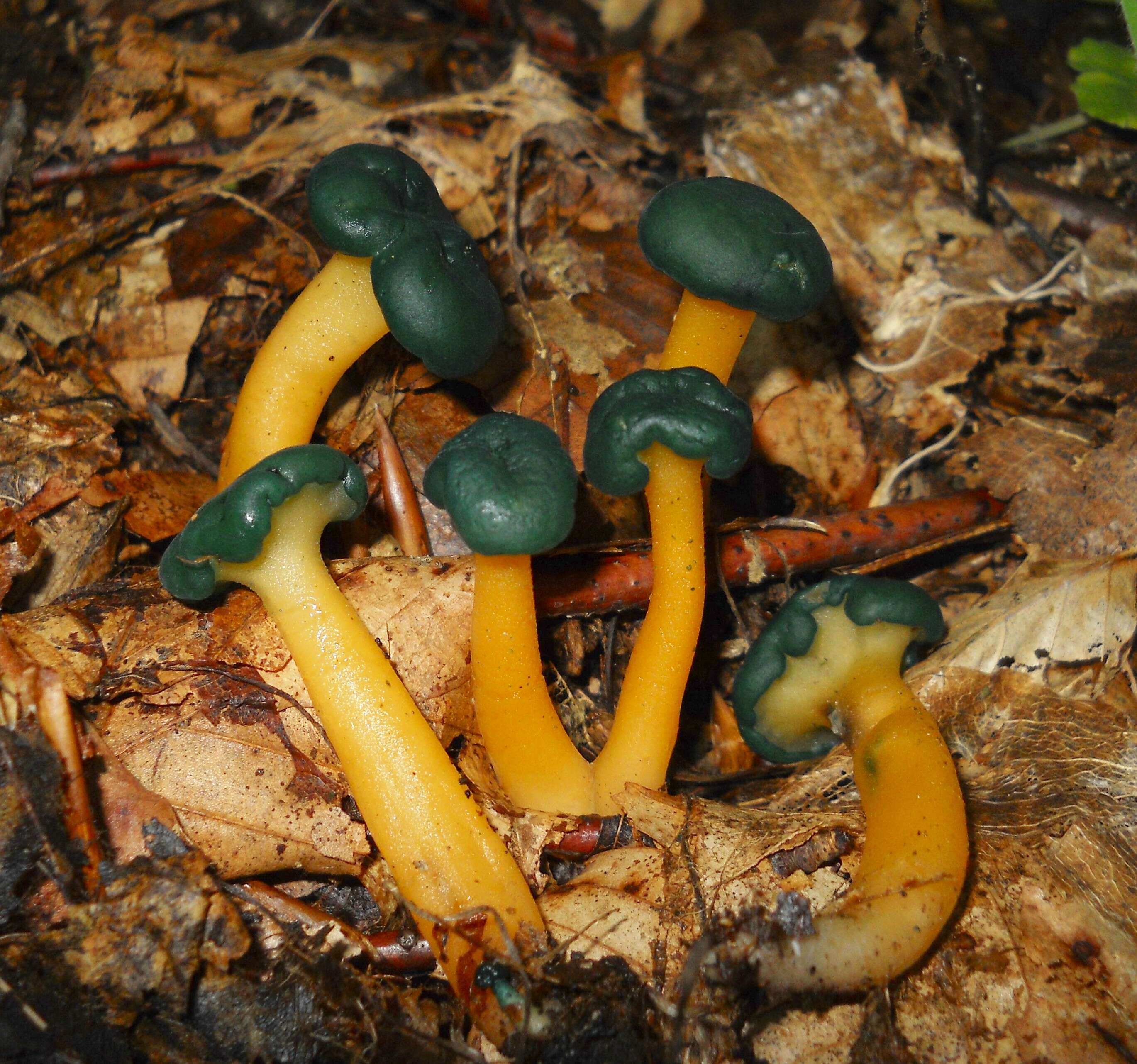 Image of Leotia viscosa