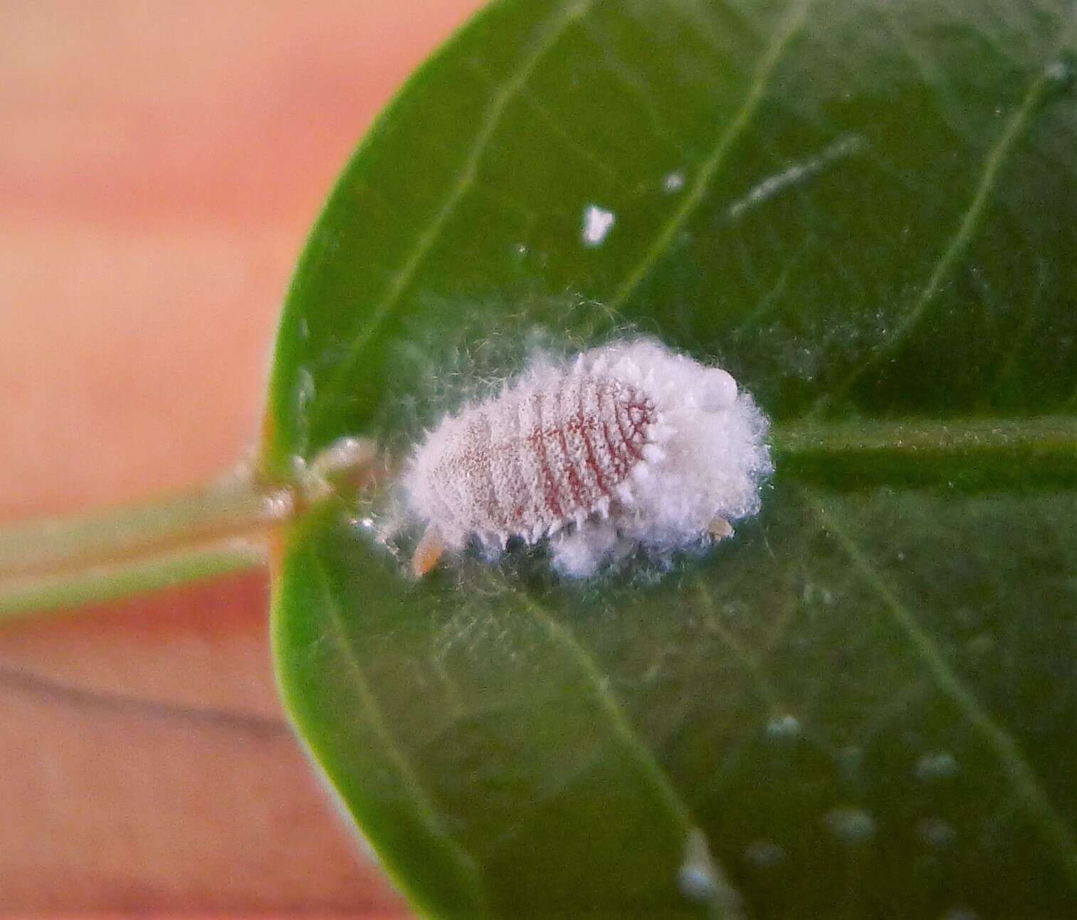 Image of Citrus mealybug