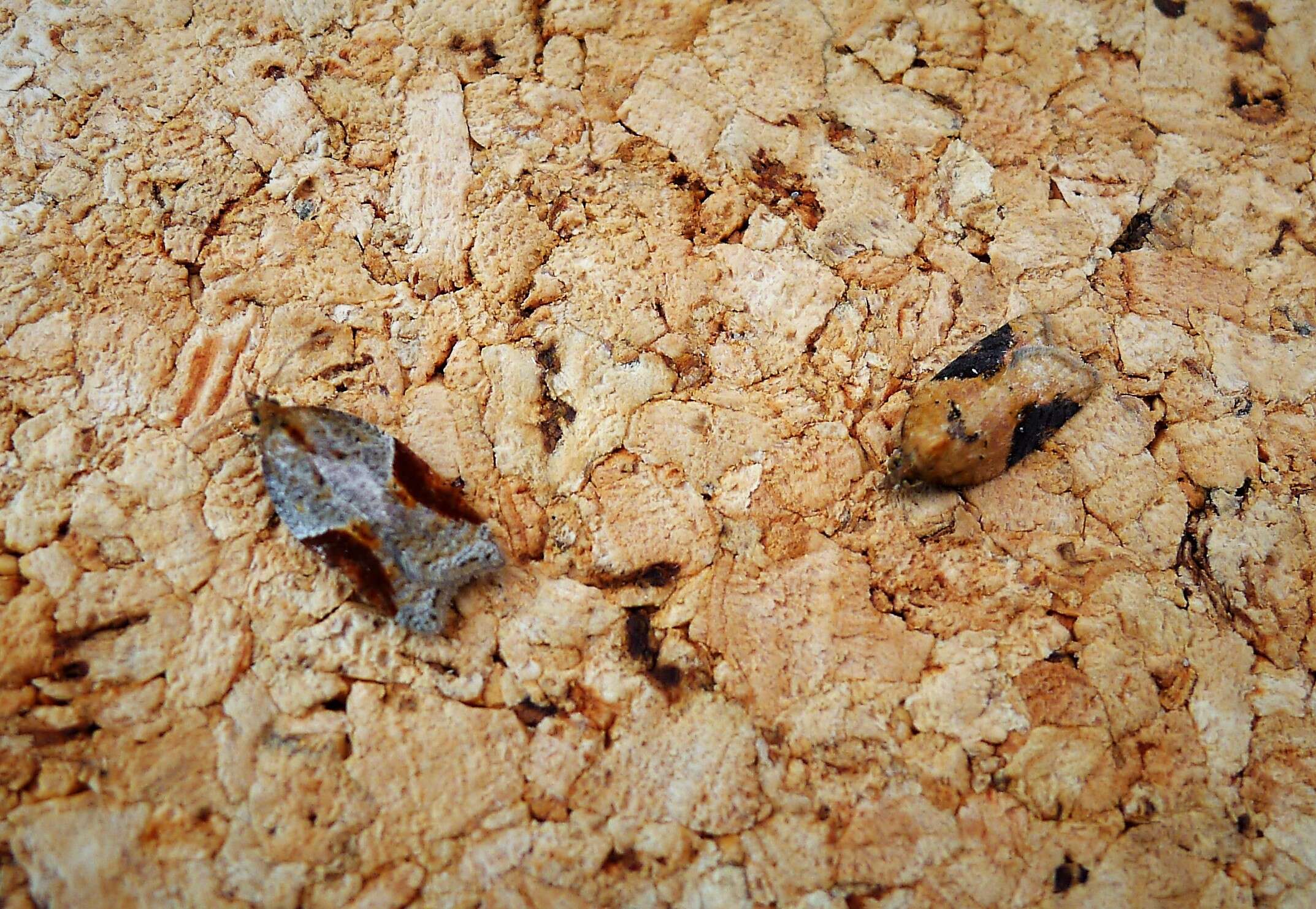 Image of broad-barred button moth