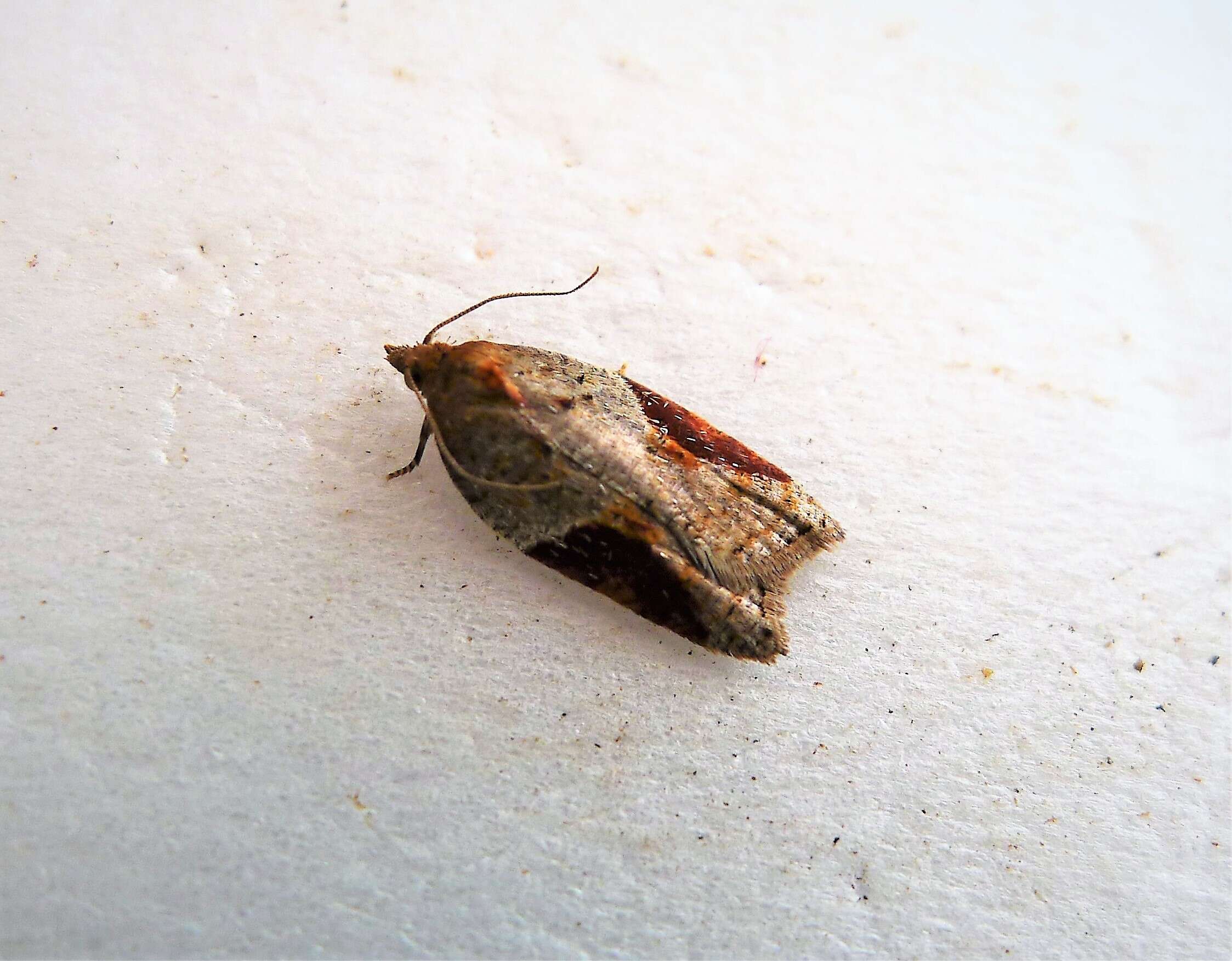 Image of Acleris