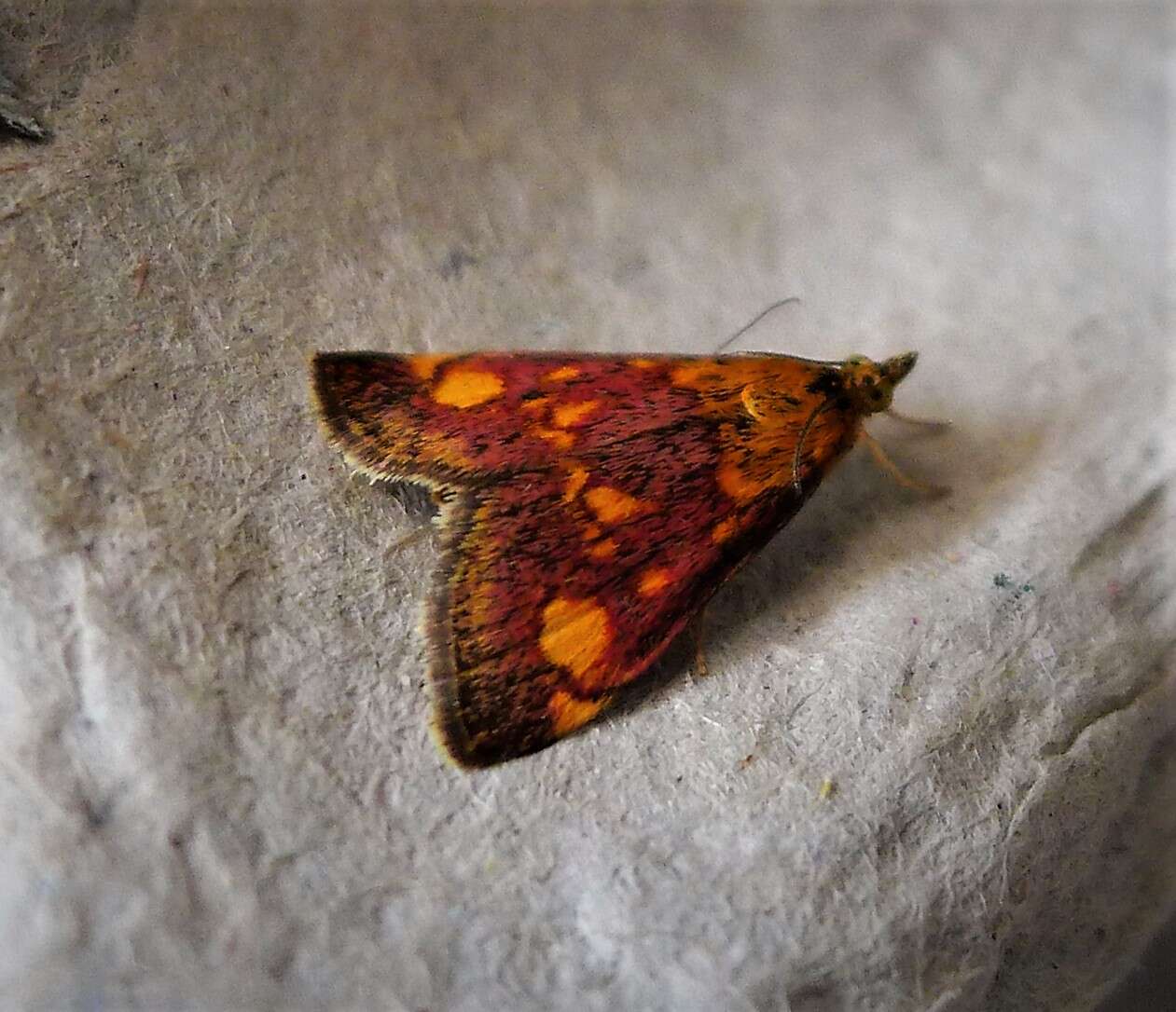 Image of Mint moth