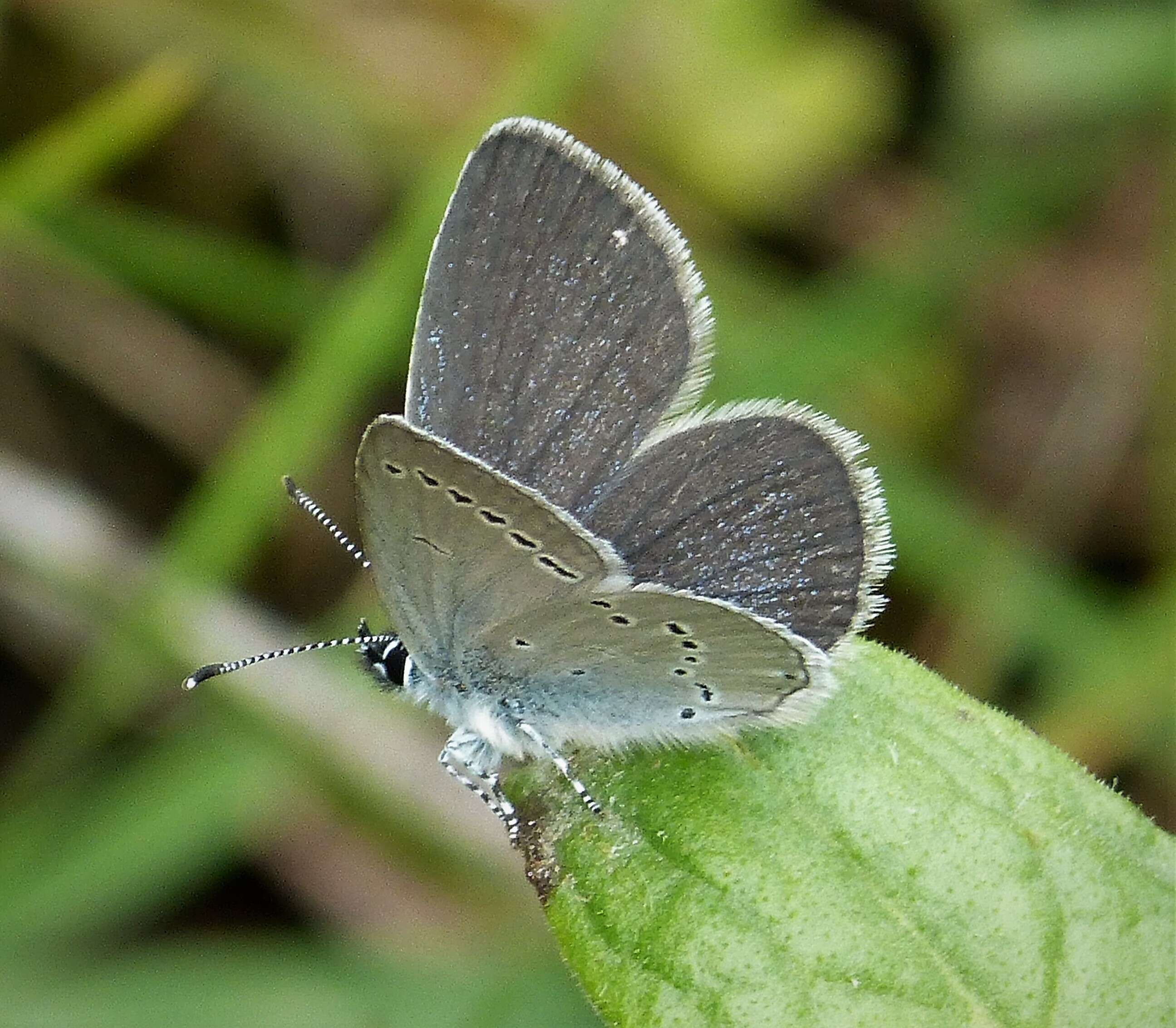 Image of small blue