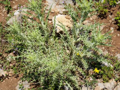 Image de chardon roulant