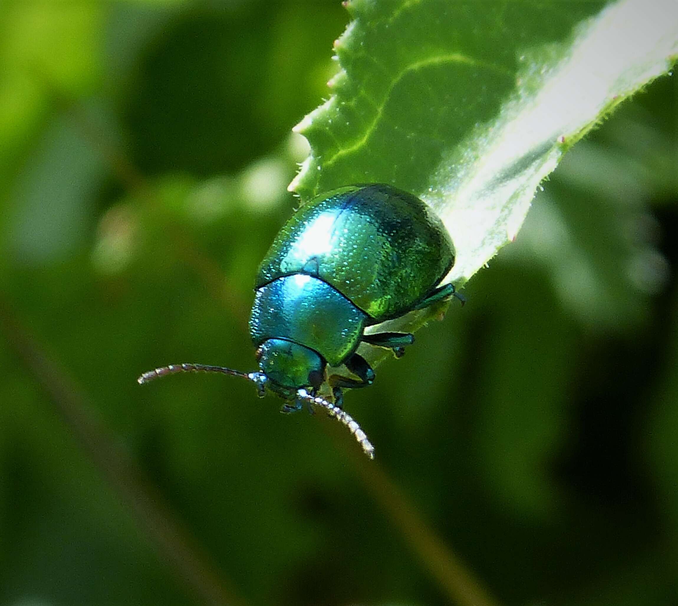 Image of Chrysolina herbacea