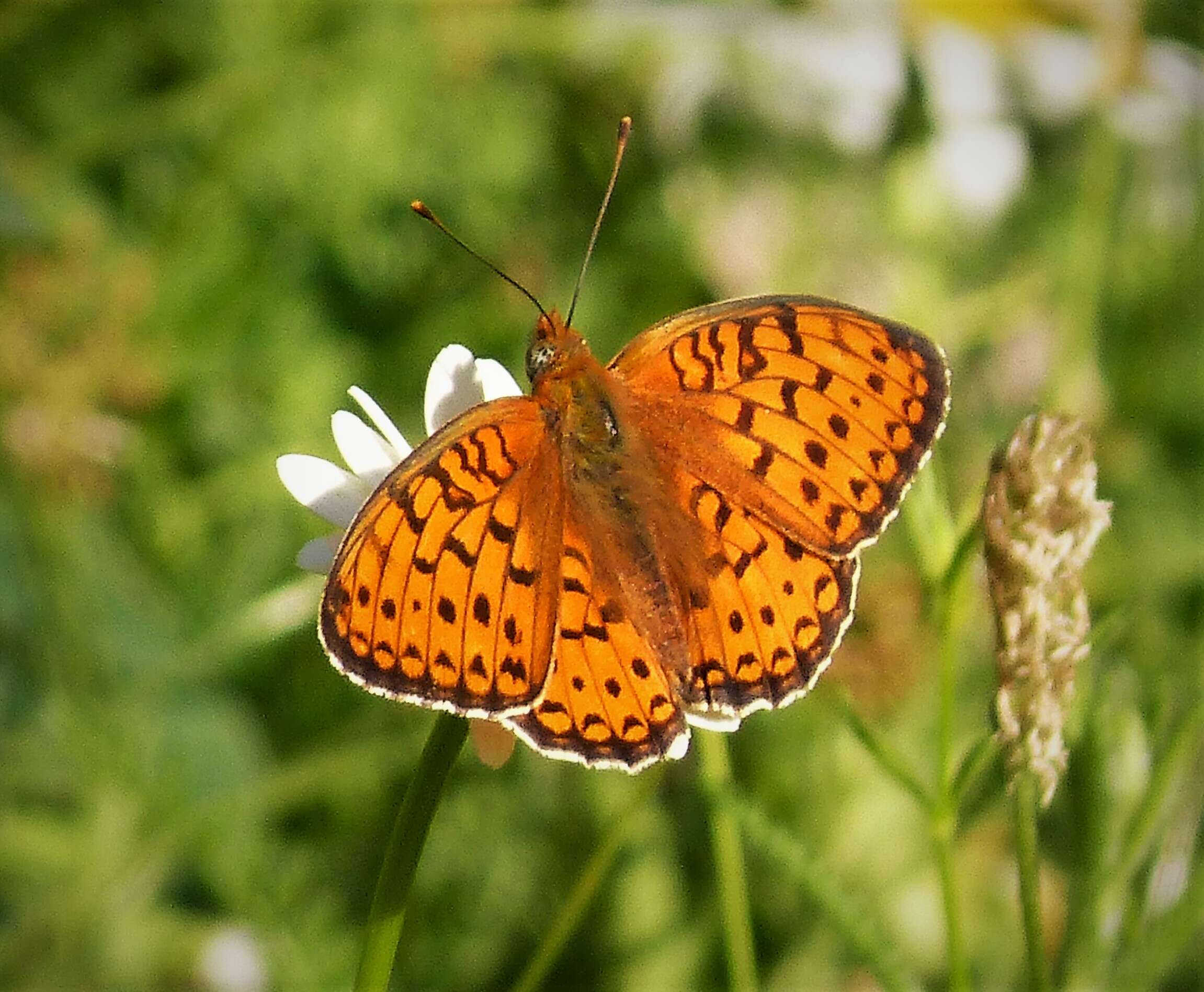 Imagem de Fabriciana niobe Linnaeus 1761