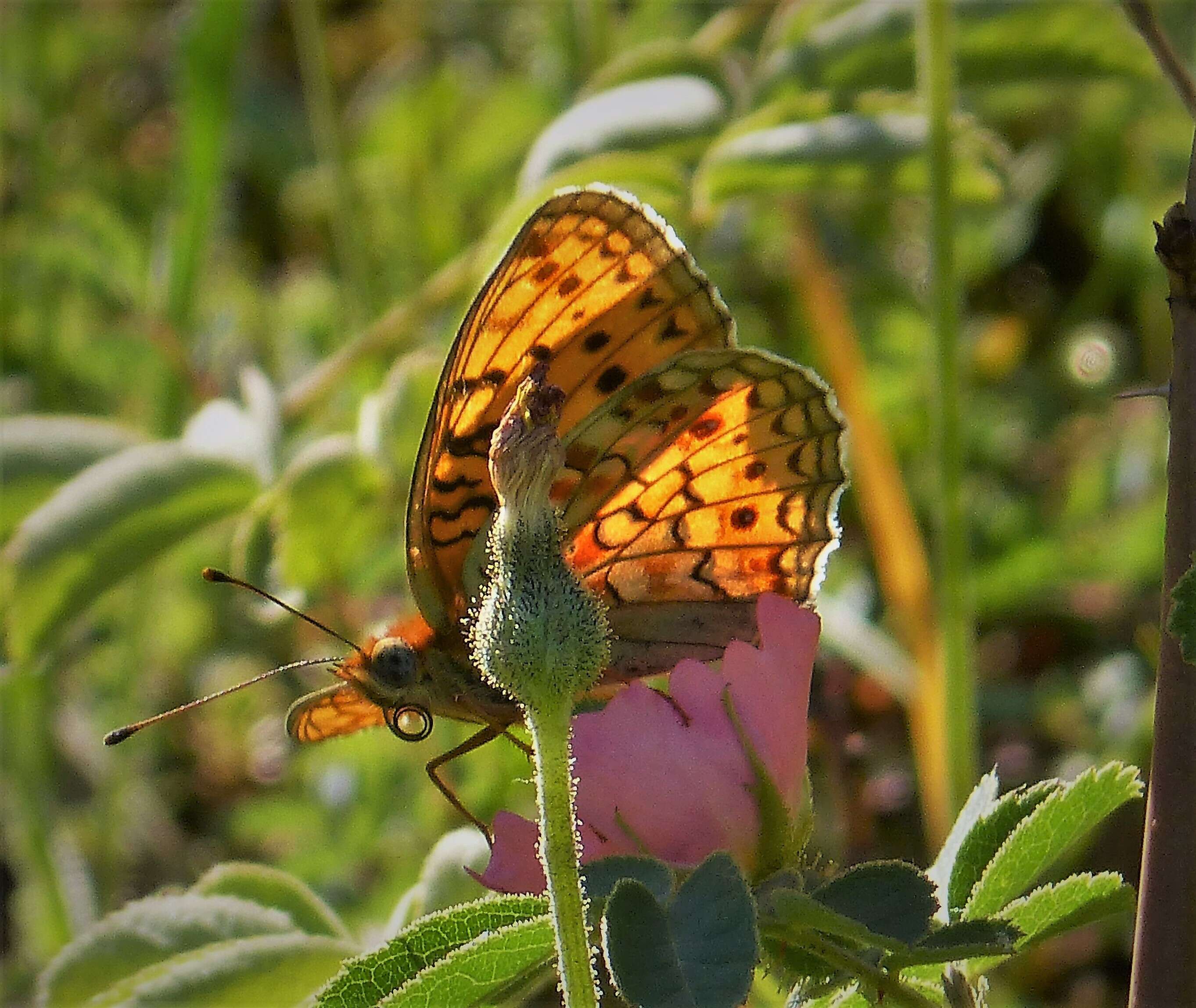 Imagem de Fabriciana niobe Linnaeus 1761