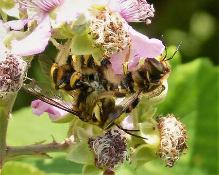 Image of Anthidium Fabricius 1804