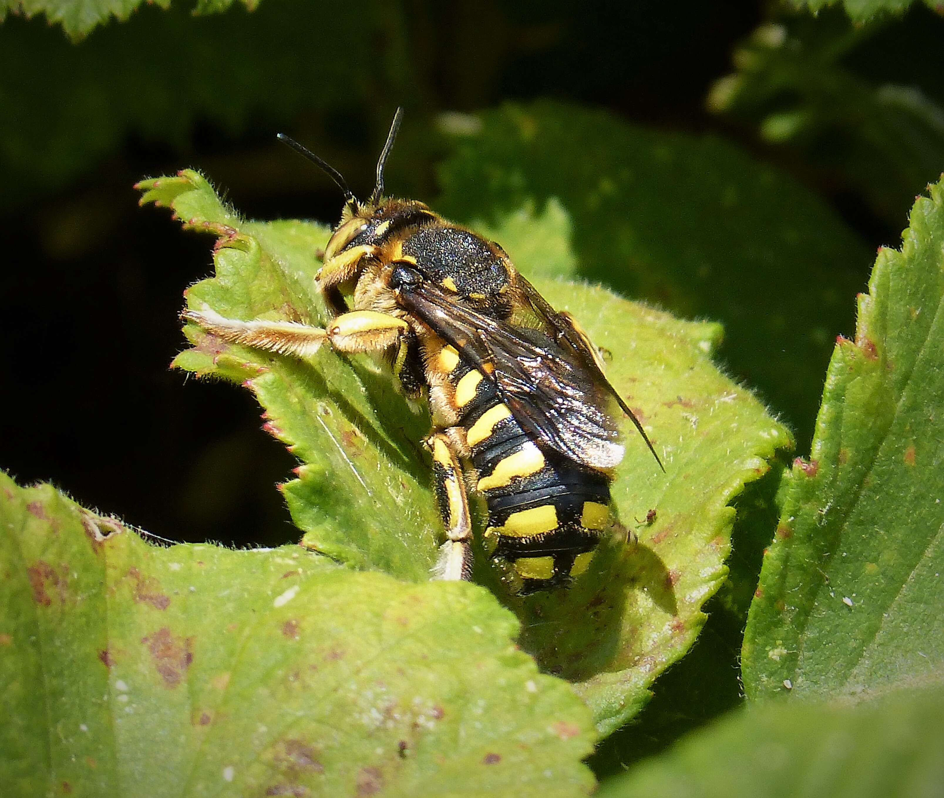 Image of Anthidium Fabricius 1804