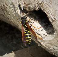 Image of Polistes biglumis (Linnaeus 1758)