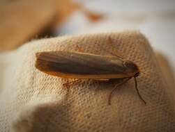 Image of common footman