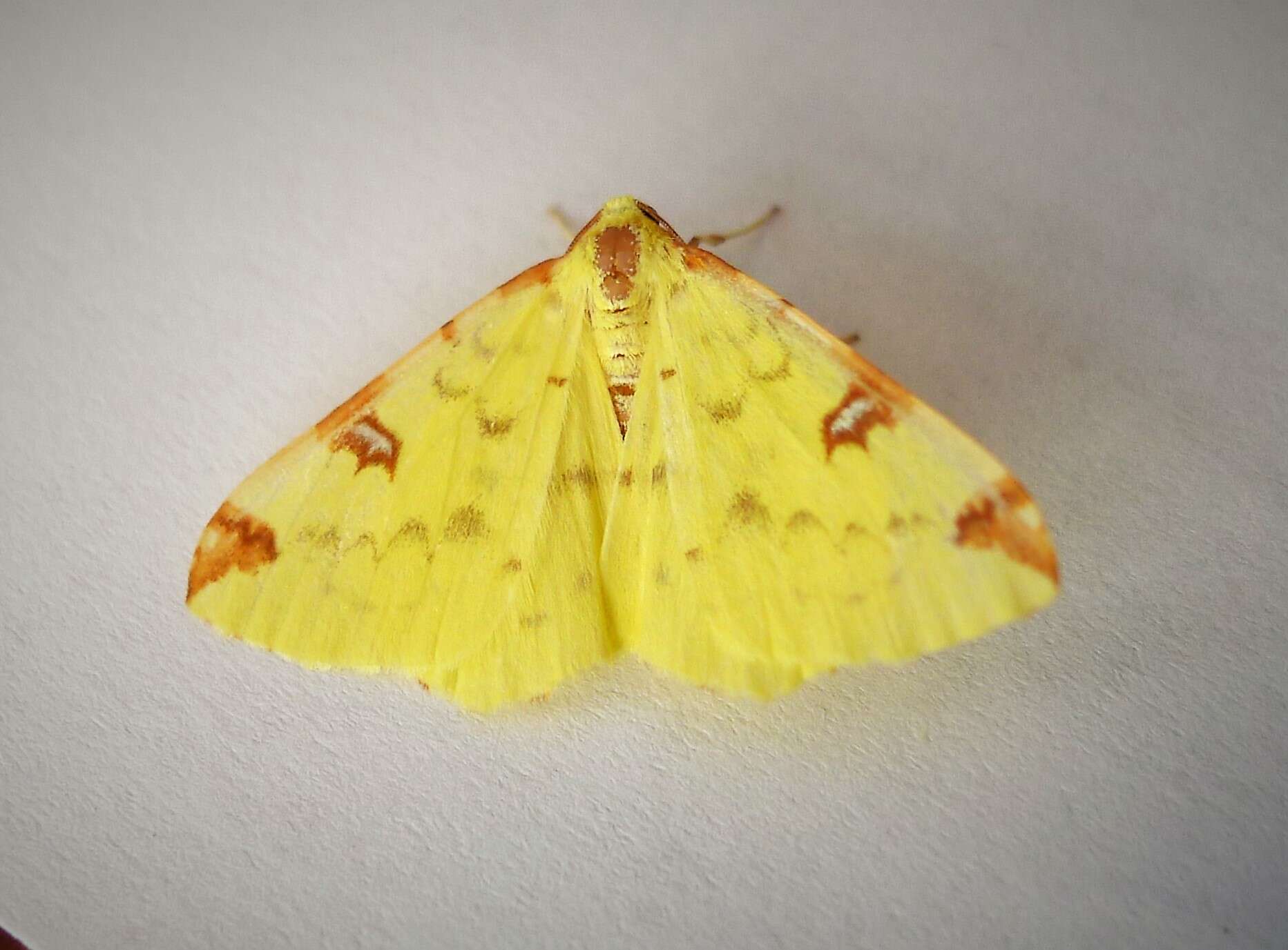 Image of brimstone moth