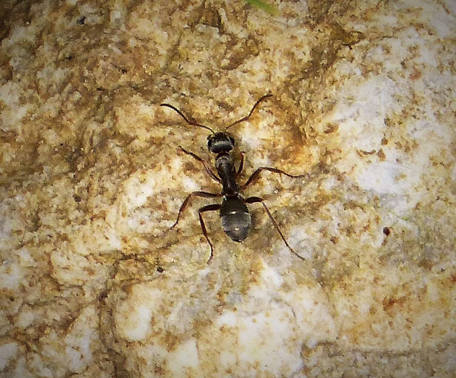 Image of wood ant