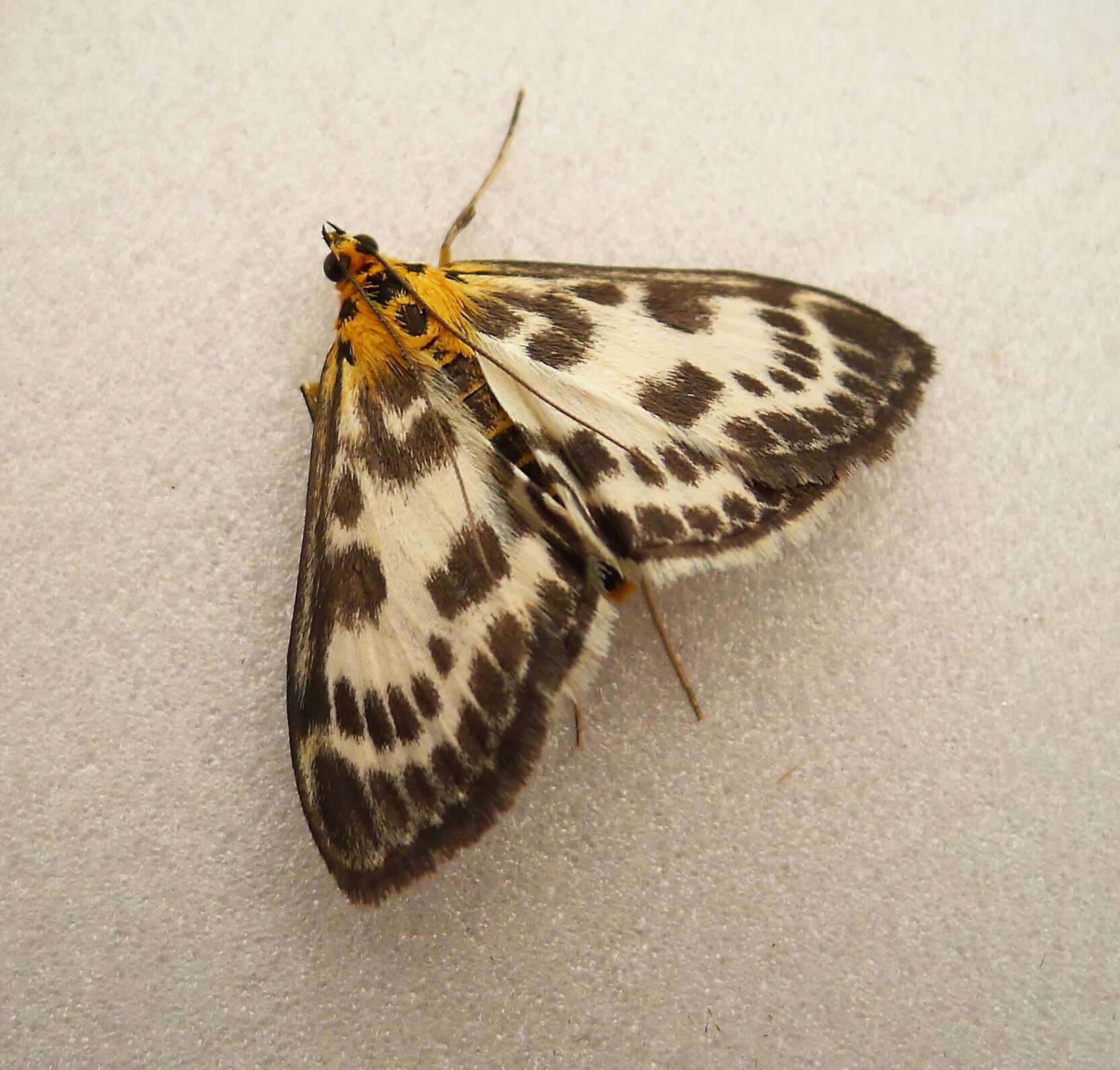 Image of Anania hortulata