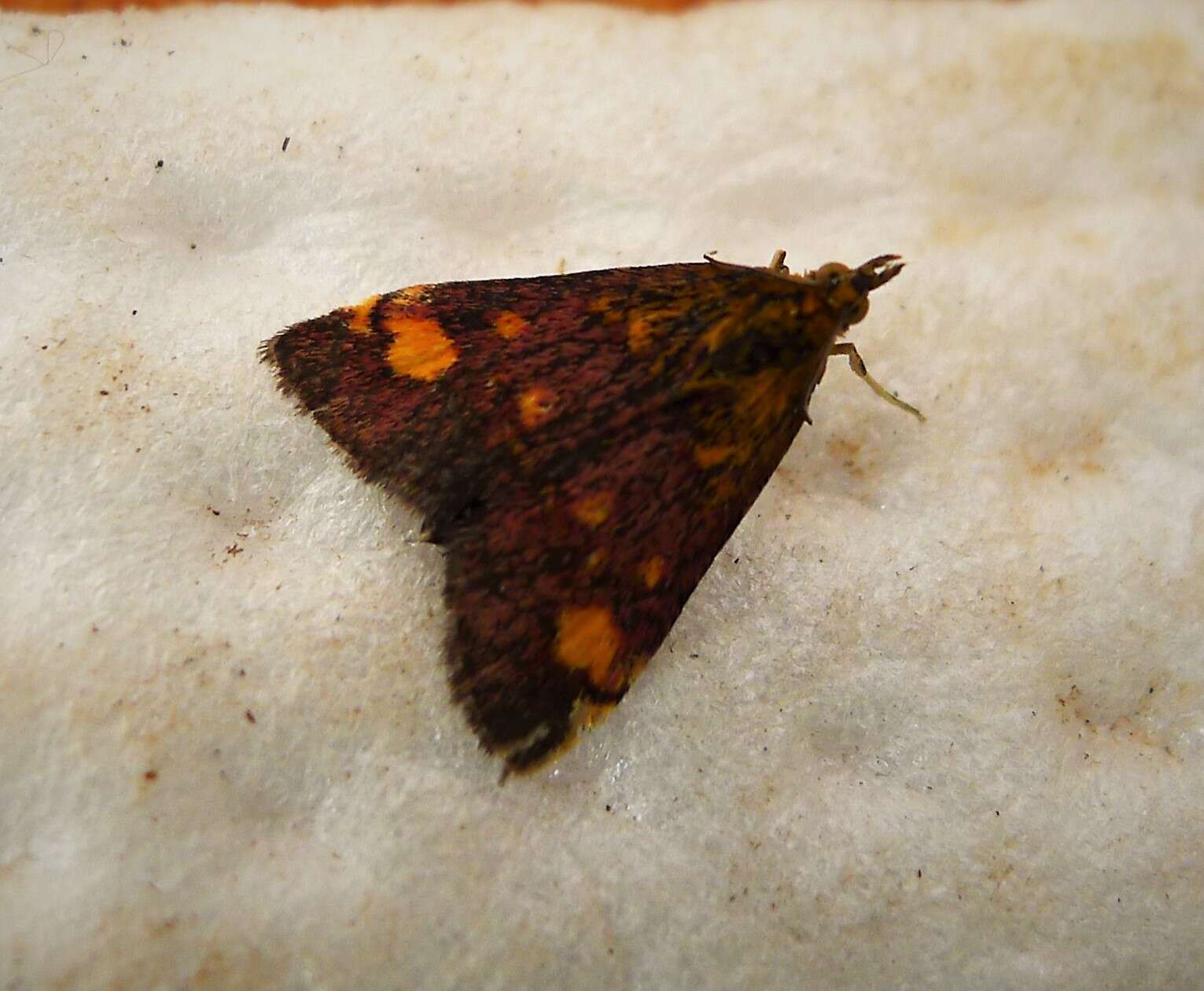 Image of Mint moth