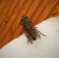 Image of common horse fly