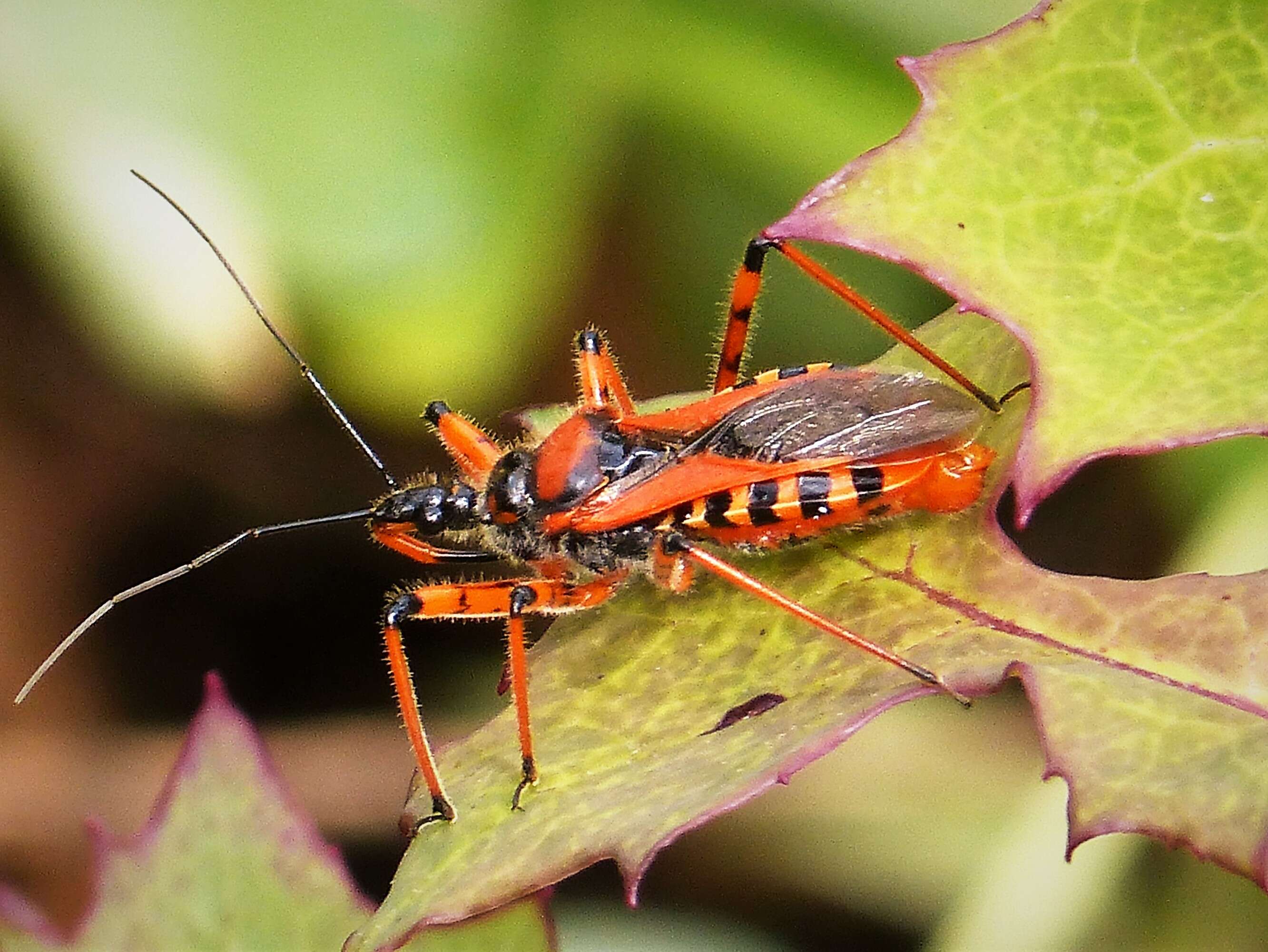 صورة Rhynocoris iracundus (Poda 1761)