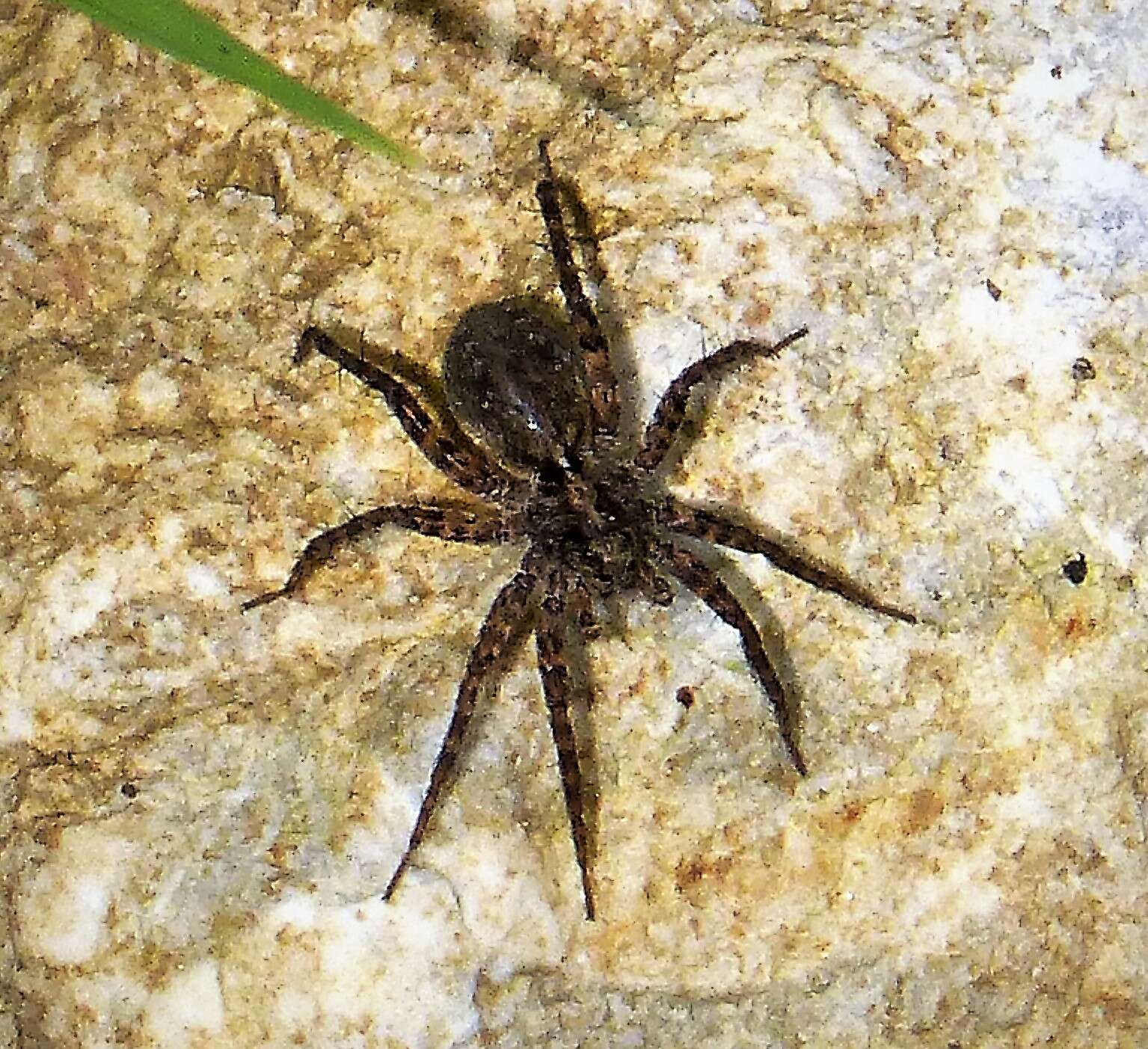 Image of Thinlegged Wolf Spiders