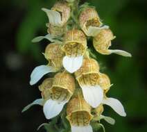 Imagem de Digitalis lanata Ehrh.