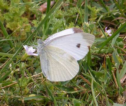 Image of Southern Small White