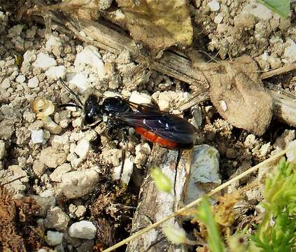 Image of Sphecodes Latreille 1804