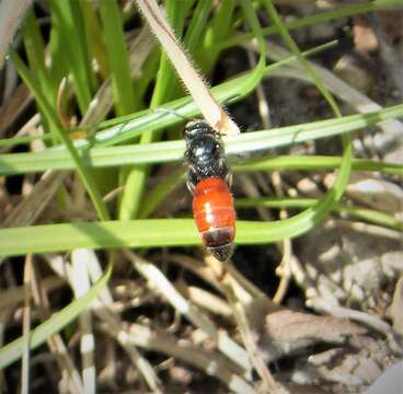 صورة Sphecodes Latreille 1804