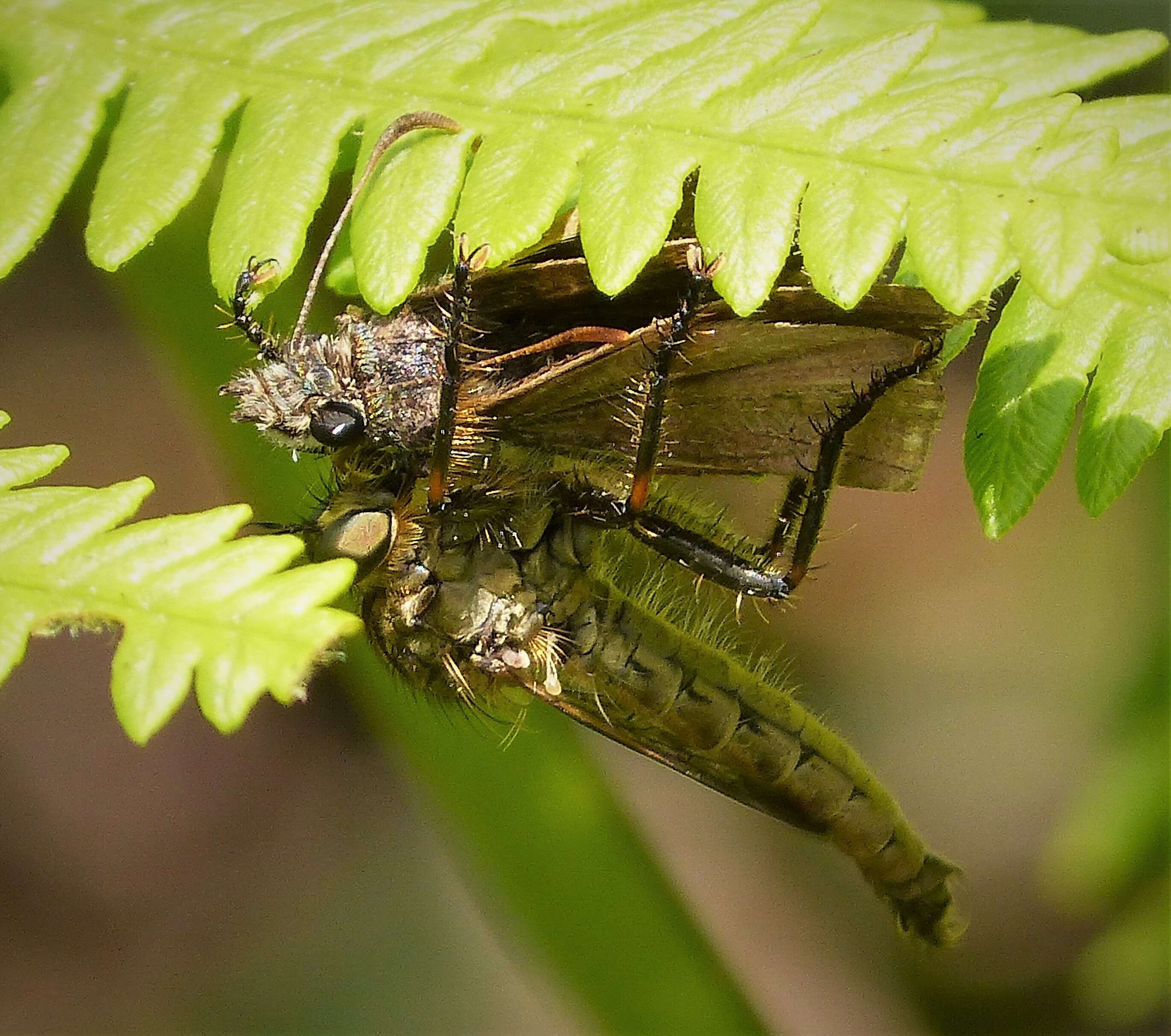 Image of dingy skipper