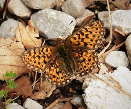 Plancia ëd Boloria euphrosyne