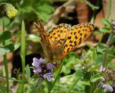 Plancia ëd Boloria euphrosyne