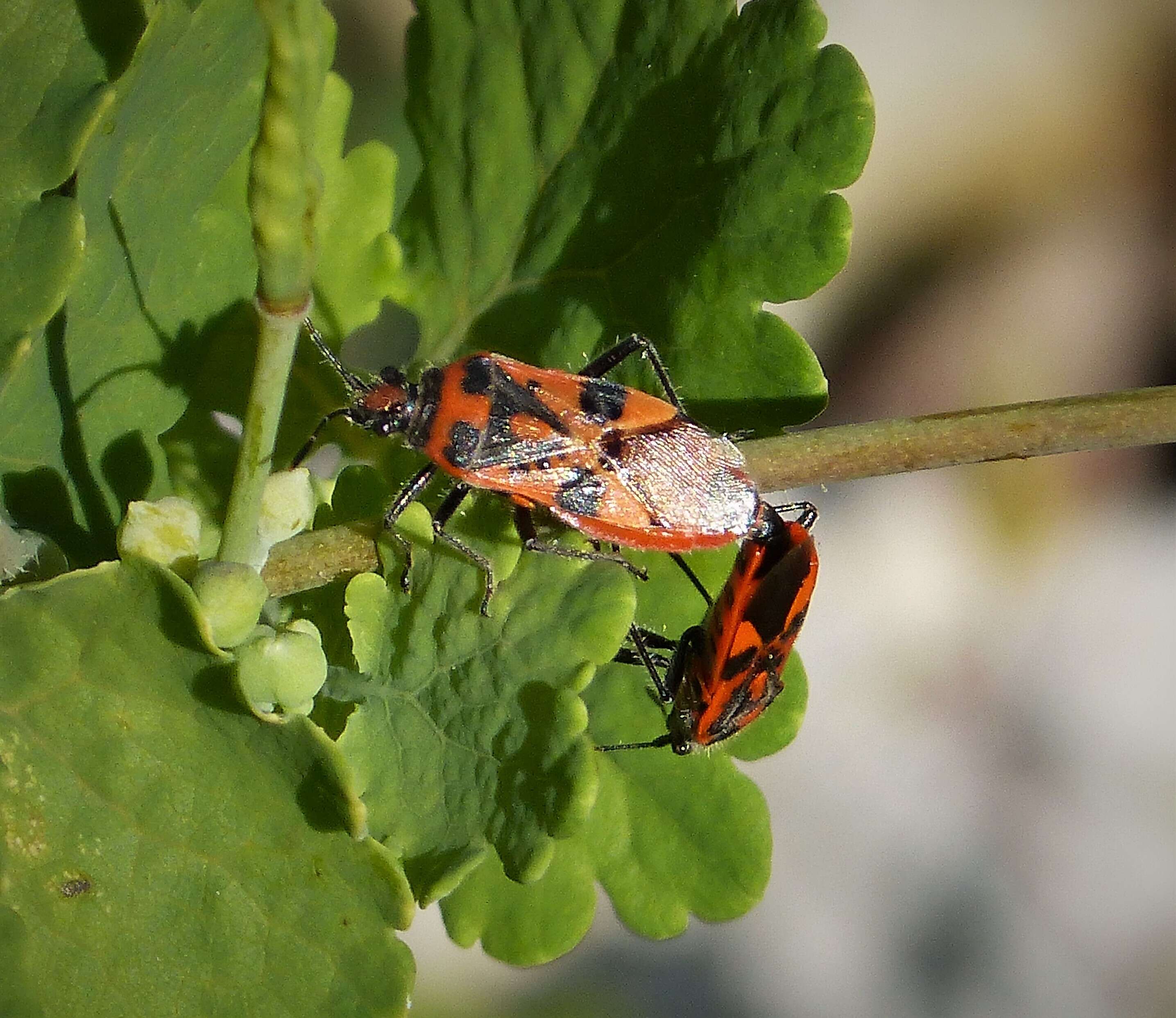 Image of black & red squash bug