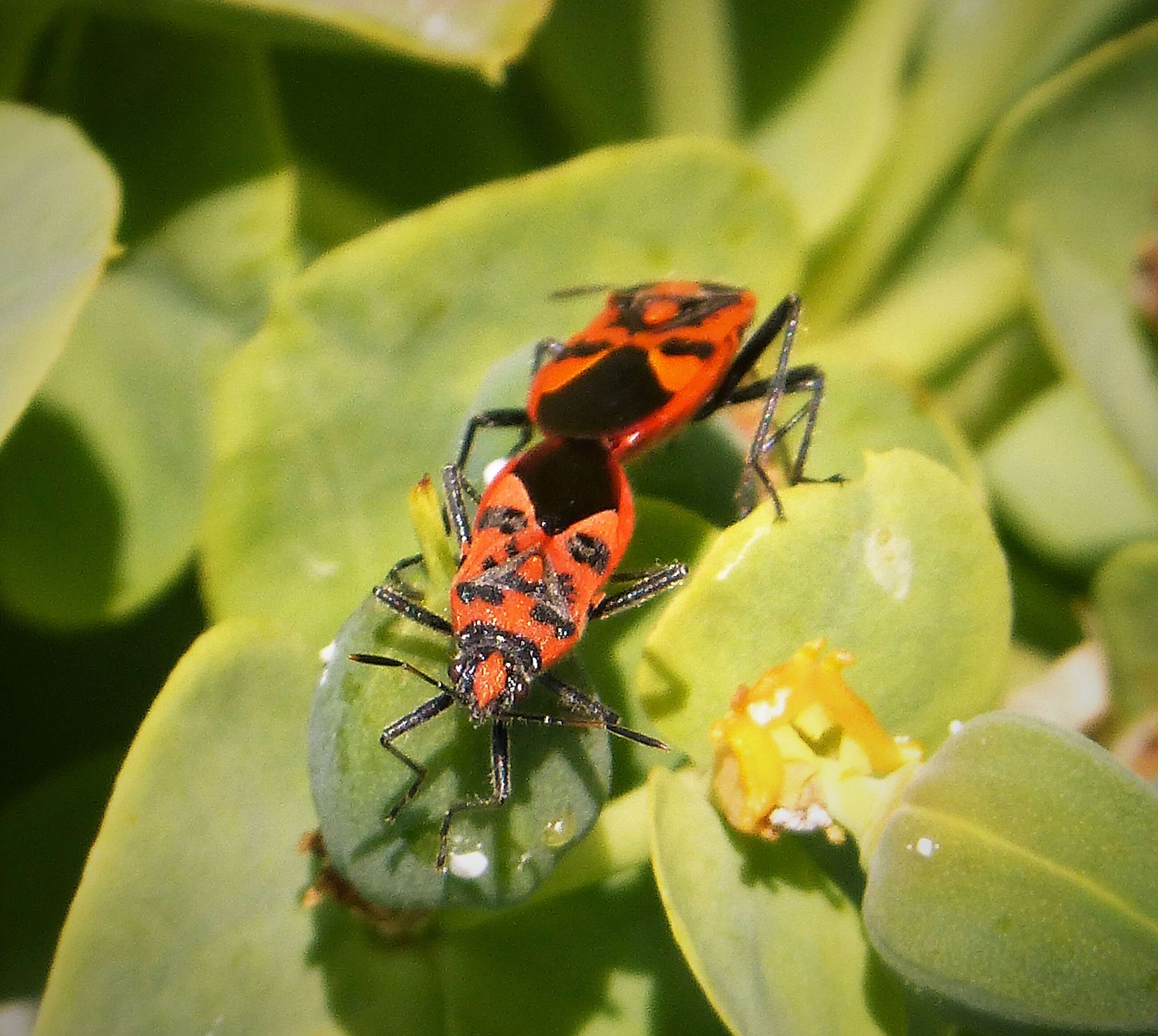 Image of black & red squash bug