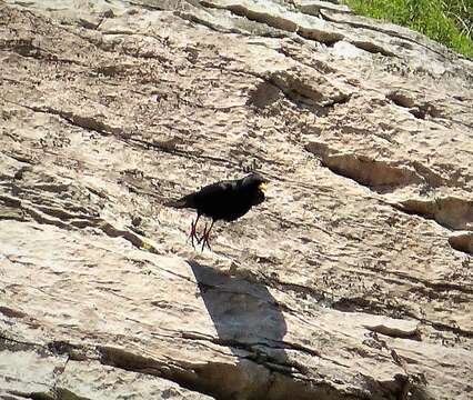 Image of Alpine Chough