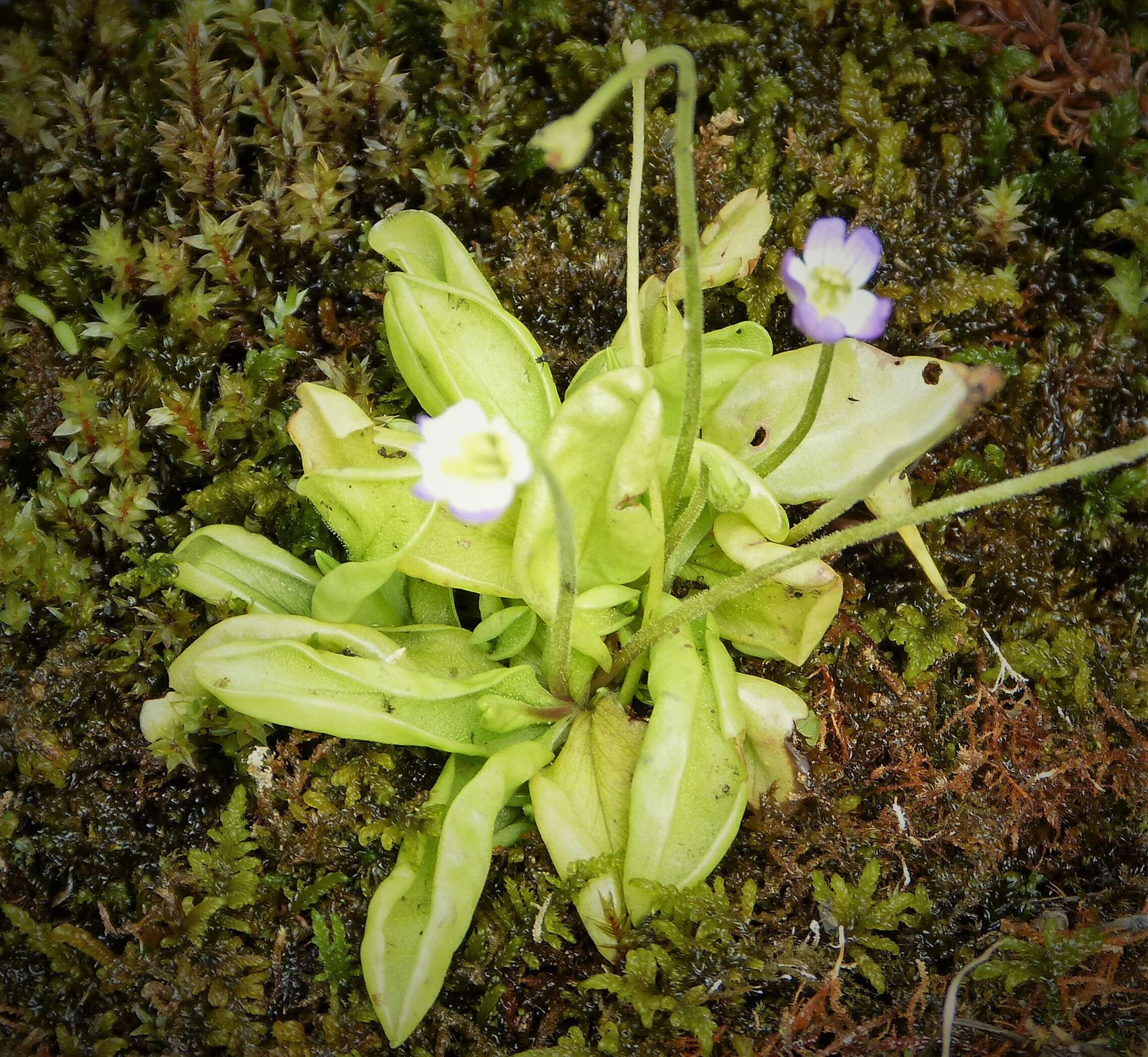 Image of Pinguicula balcanica Casper