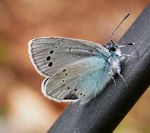 Image of Green-underside Blue