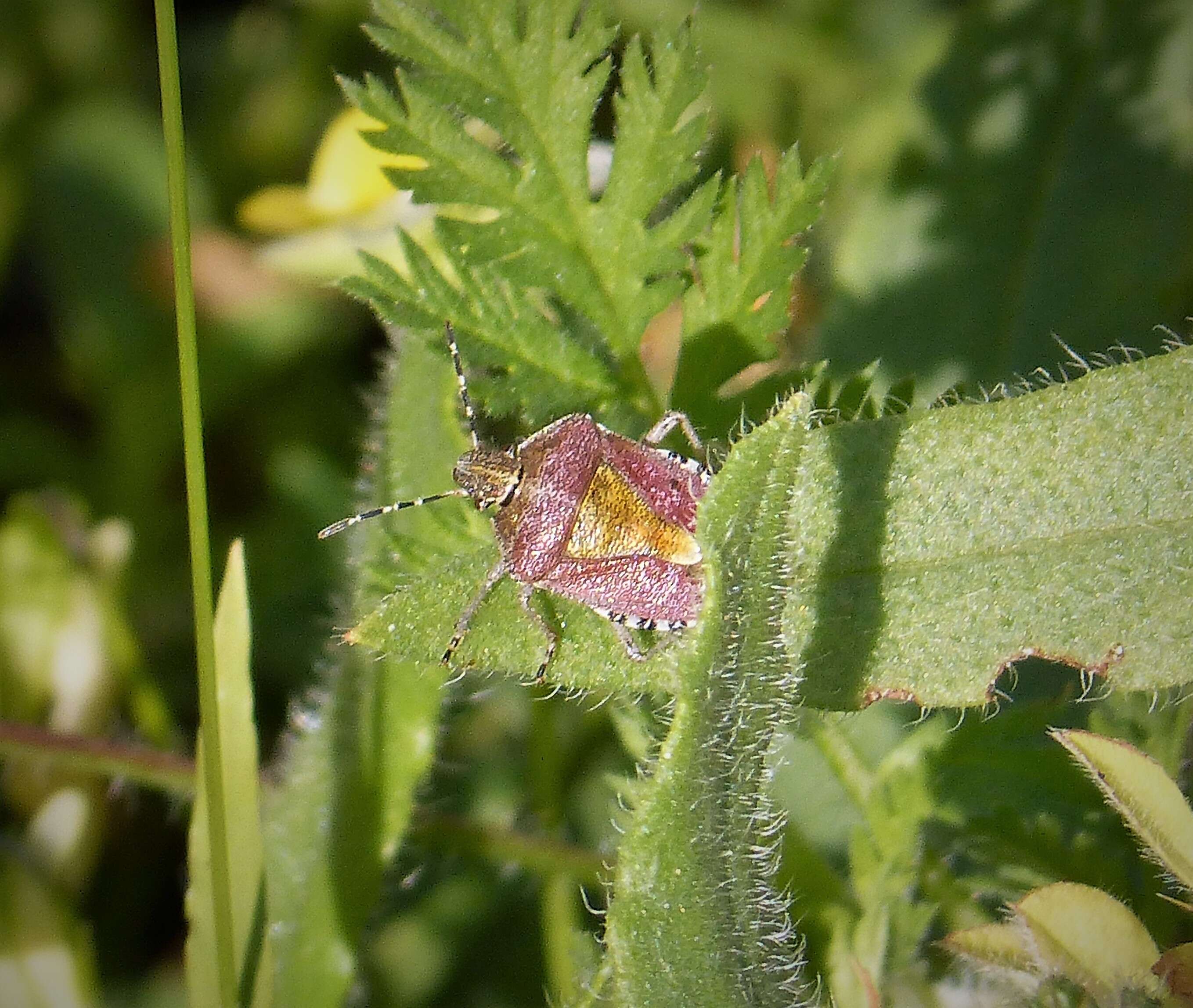 Image of sloe bug