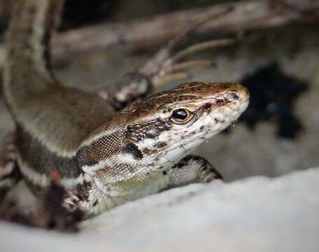 Image of Erhard's Wall Lizard