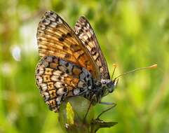 Image of glanville fritellary