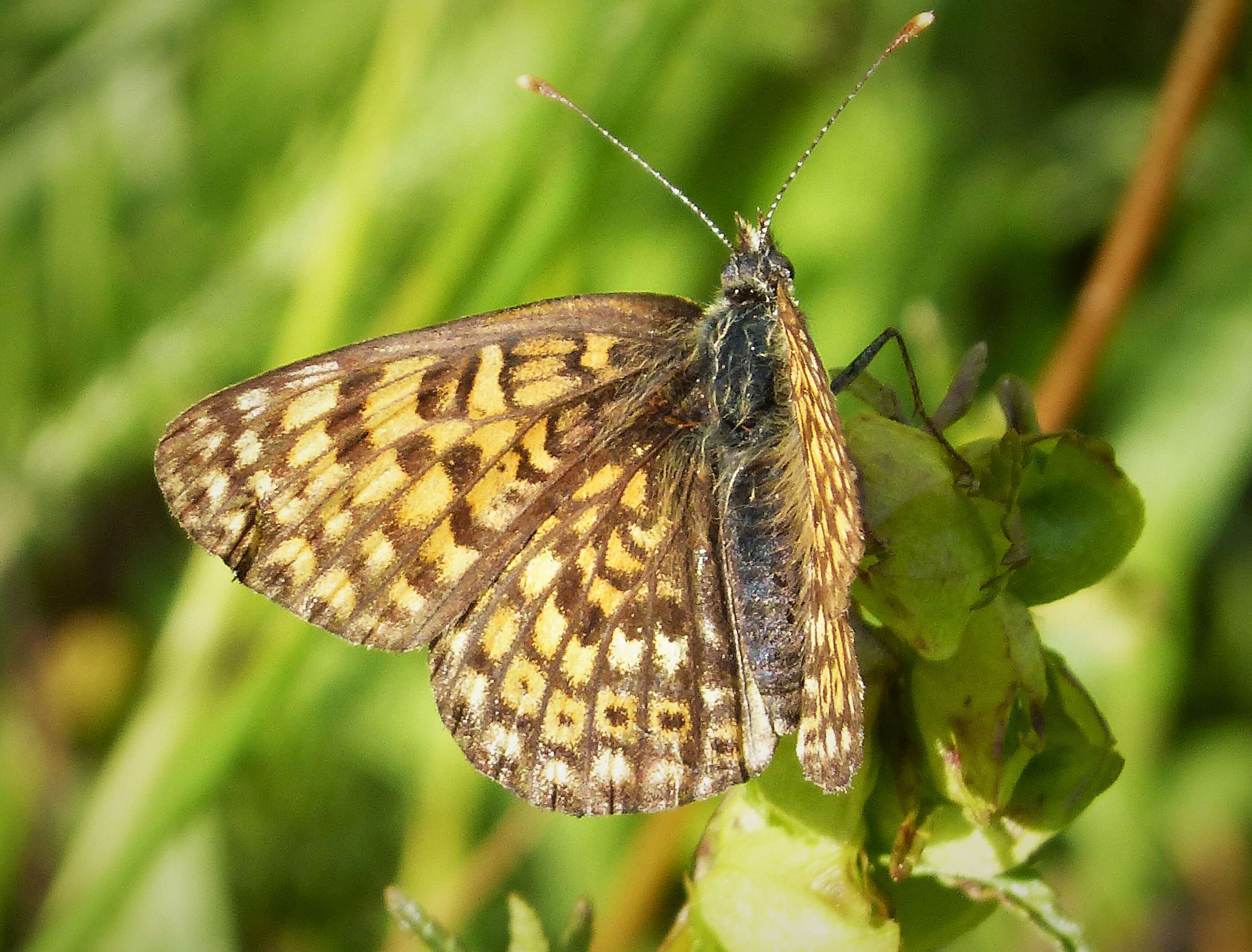 Image of glanville fritellary