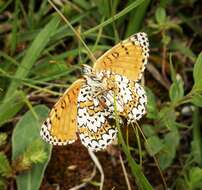 Image de mélitée du plantain