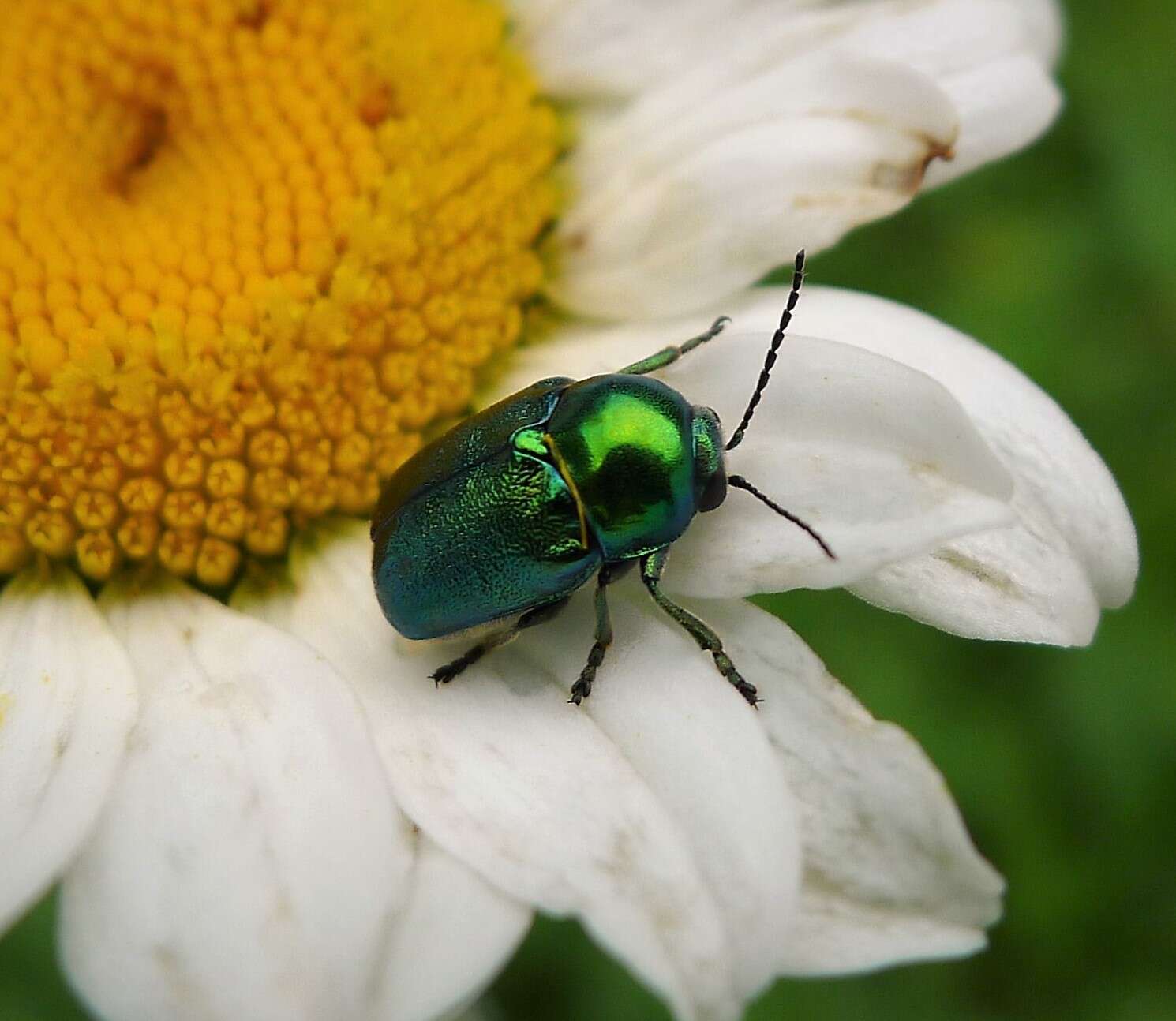 Cryptocephalus resmi