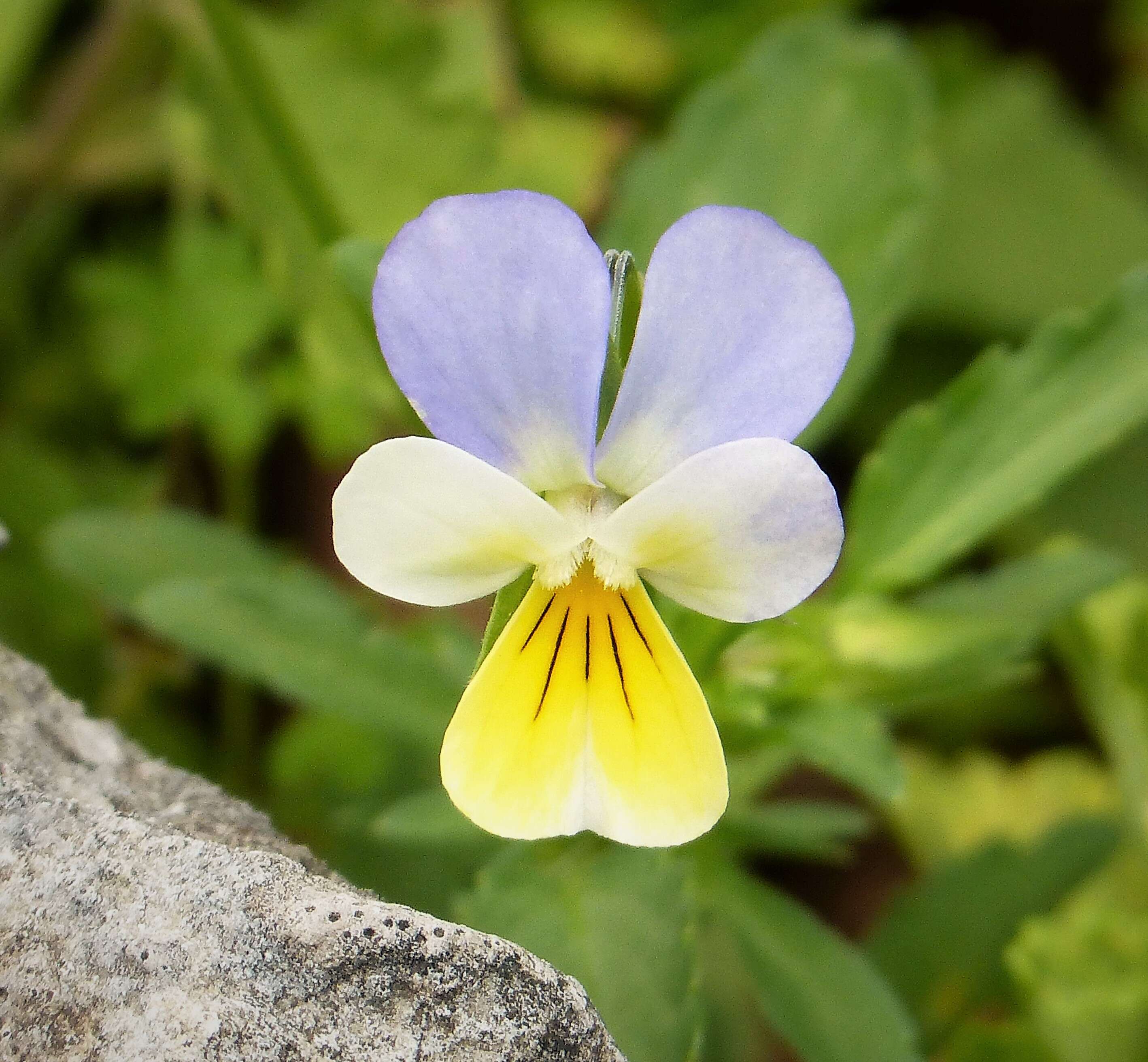 Image of Alpine Pansy