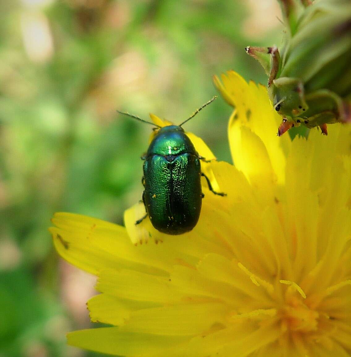 Cryptocephalus resmi