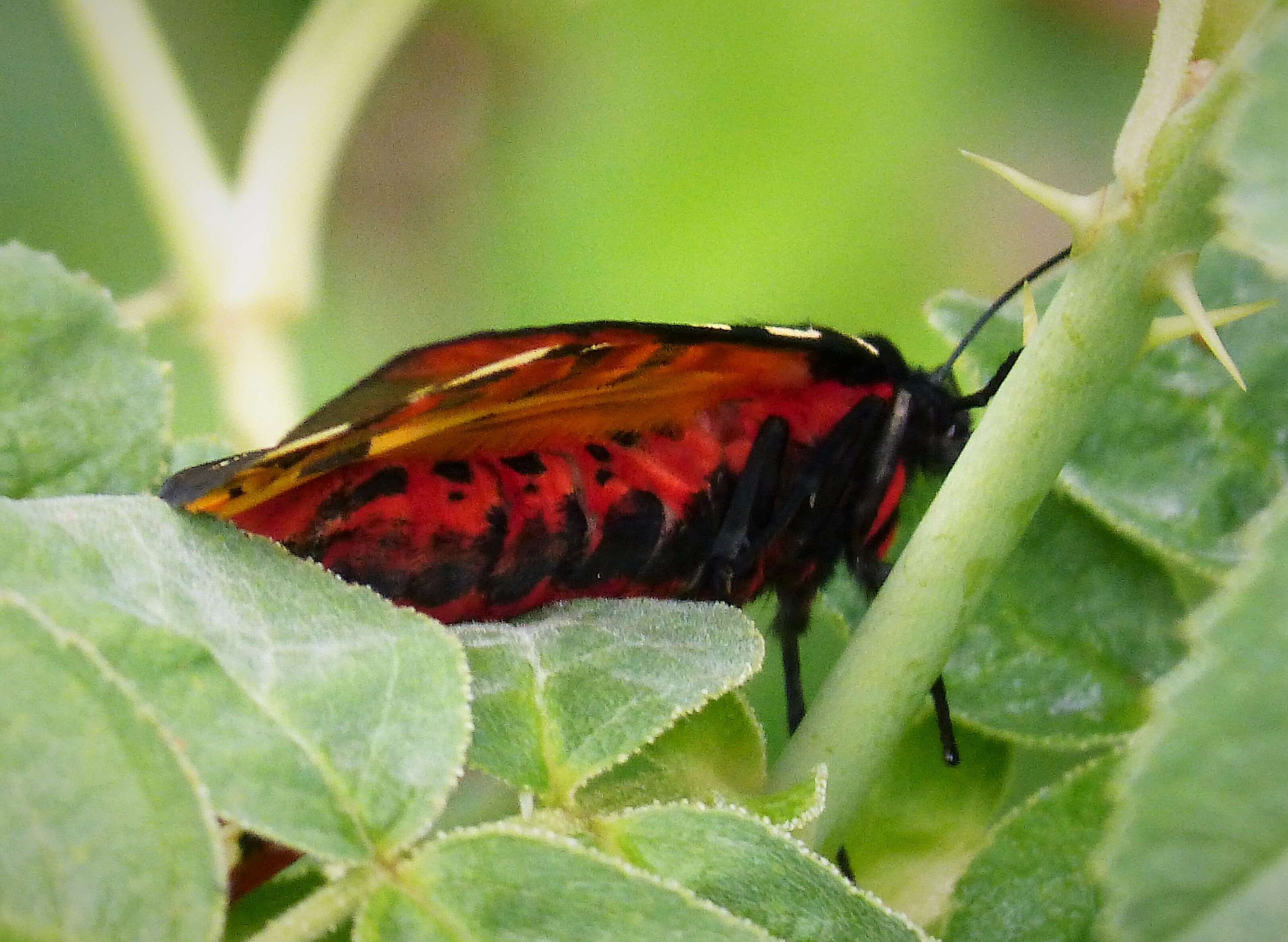 Image of Cream-spot Tiger