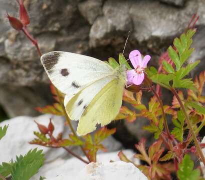 Image of Southern Small White