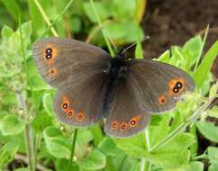 Image of woodland ringlet