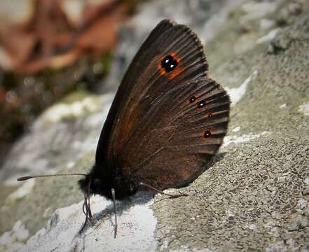 Image of woodland ringlet