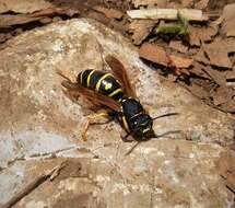 Image of Polistes biglumis (Linnaeus 1758)