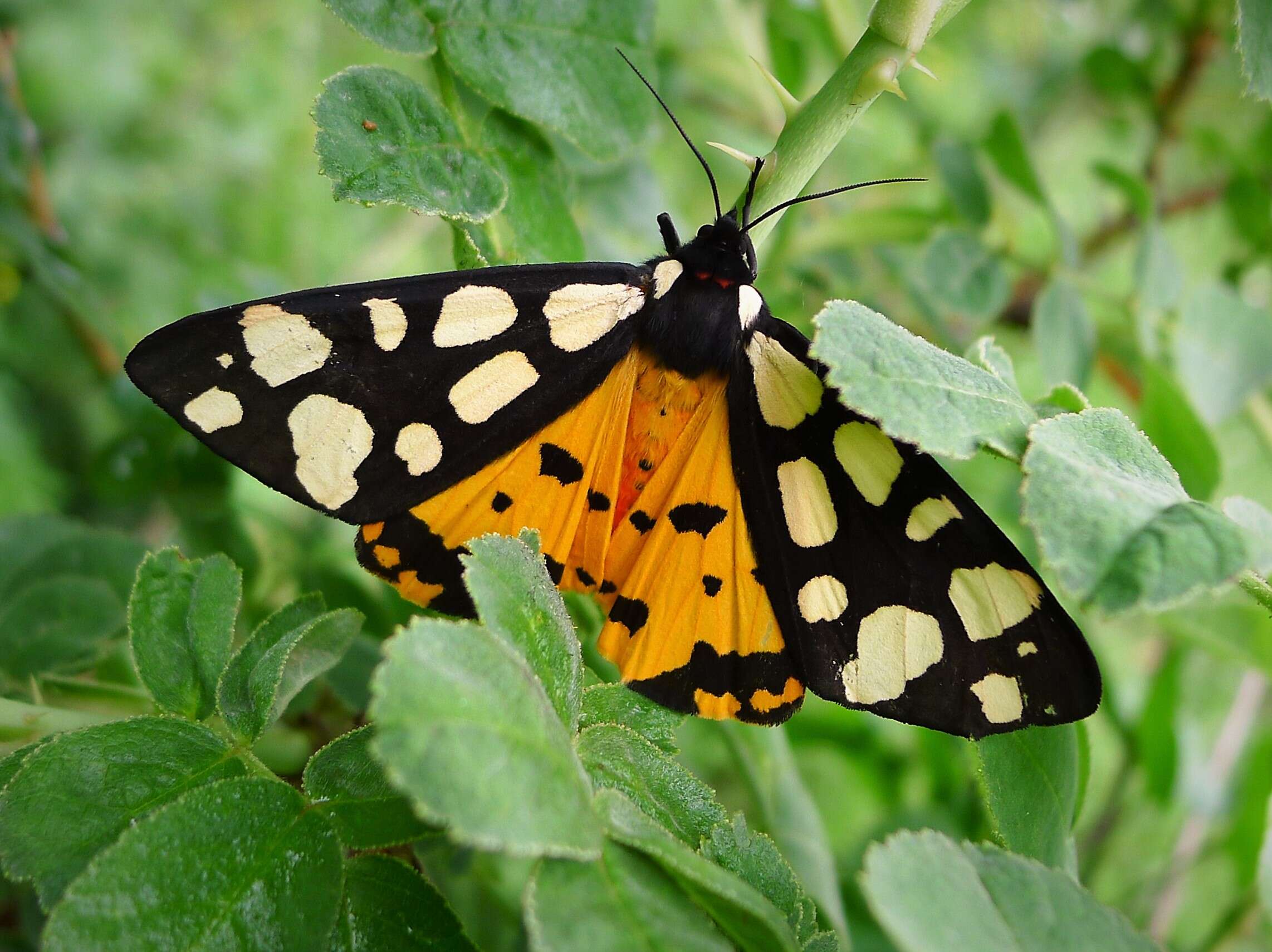 Image of Cream-spot Tiger