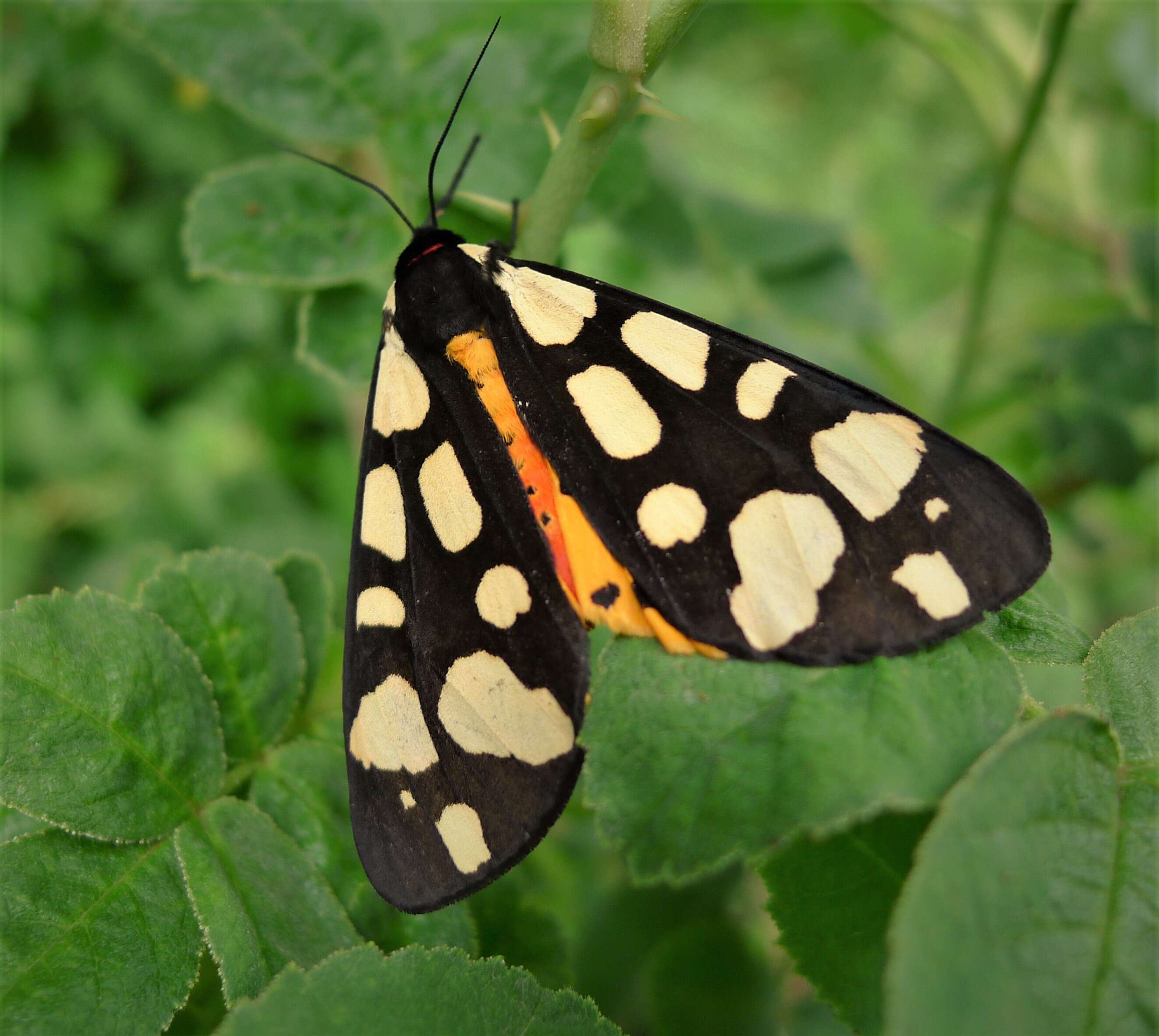 Image of Cream-spot Tiger