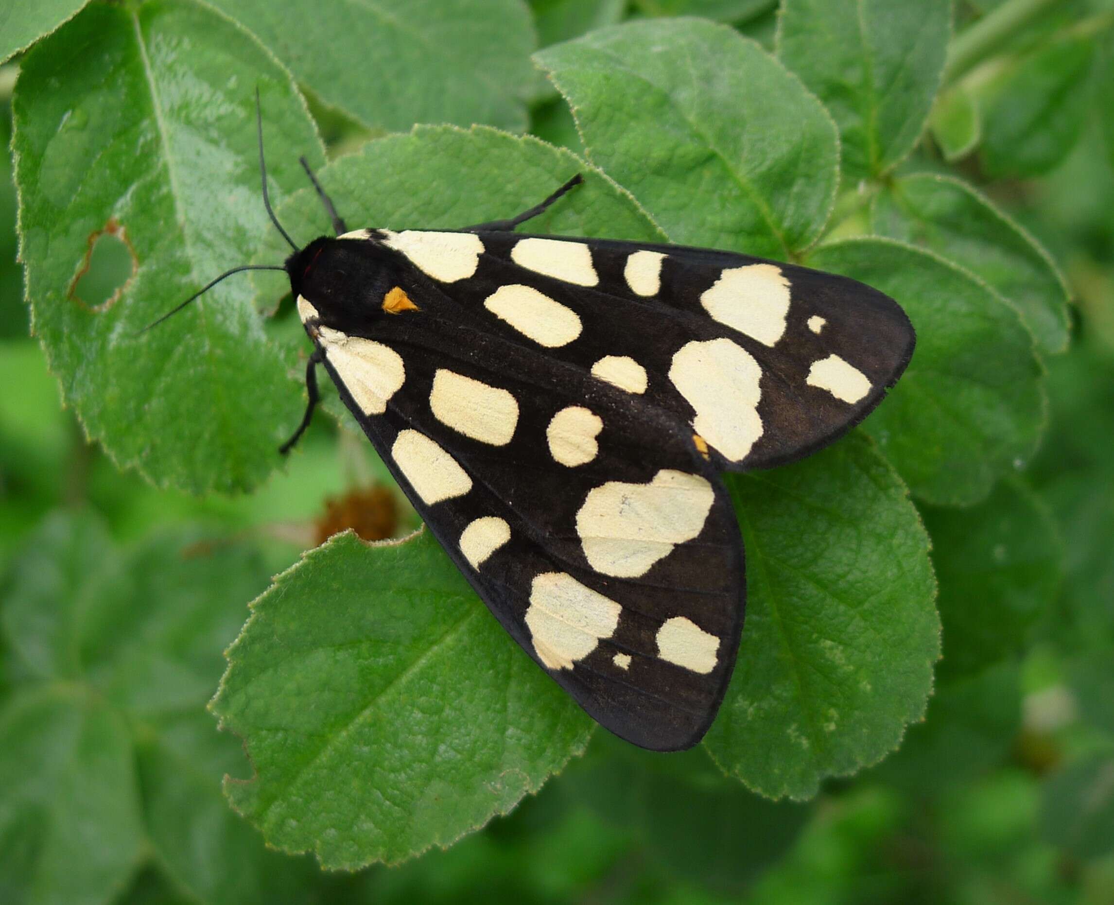 Image of Cream-spot Tiger